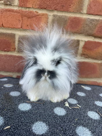 vaccinated mini lion lop boy