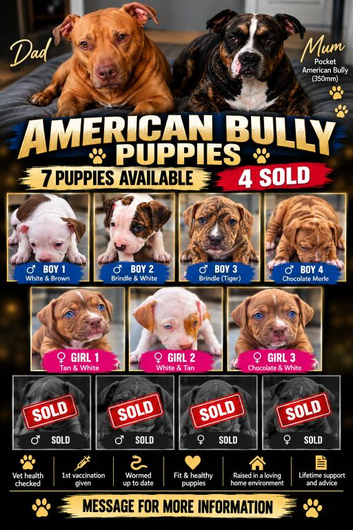 American Bully Puppies for sale