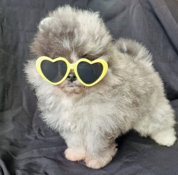 CHIAO LI YA plush merle beautiful lineage pomeranian