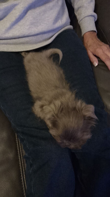 Little boy Imperial shih tzu