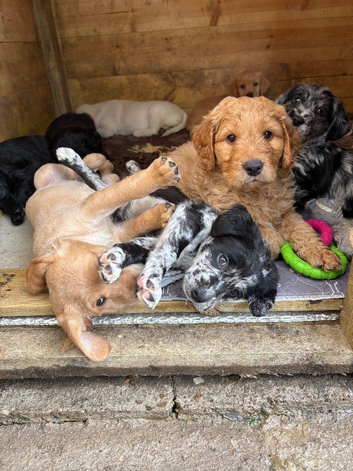 Labradoodles