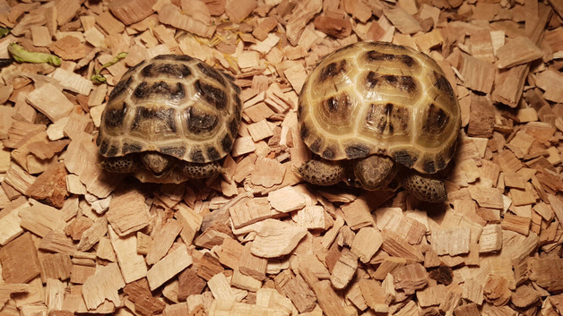 Baby horsfield tortoise with full set up easy care