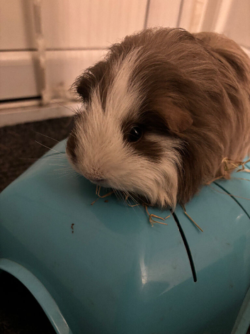 Female guinea pig available