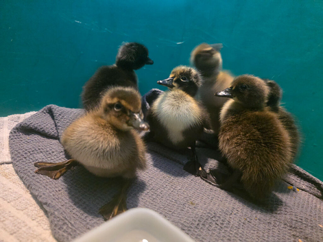 6 ducklings looking for new home
