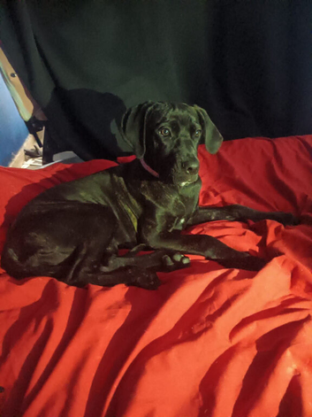 Female cane corso