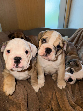 English Bulldog Puppies Rare Coloured Ready now!