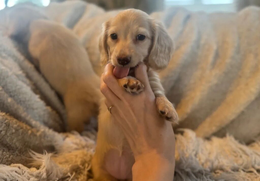 Miniature Dachshund Puppies