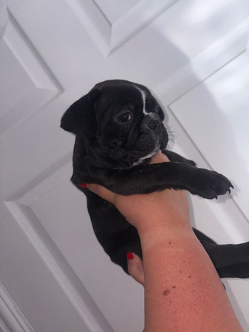 French bulldog puppy's