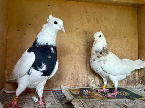 Young pair of Toghi pigeons for sale