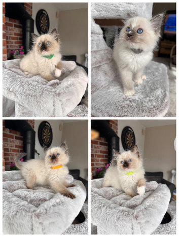 All found new homes Thankyou
