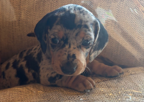 3 beautiful baby girl dash hound