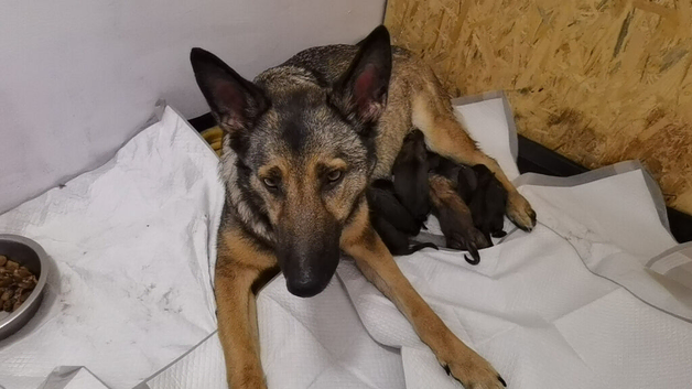 German shepard/ Belgian malinois pups