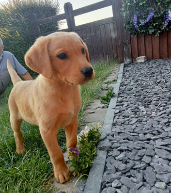 Beautiful KC registered labrador puppies