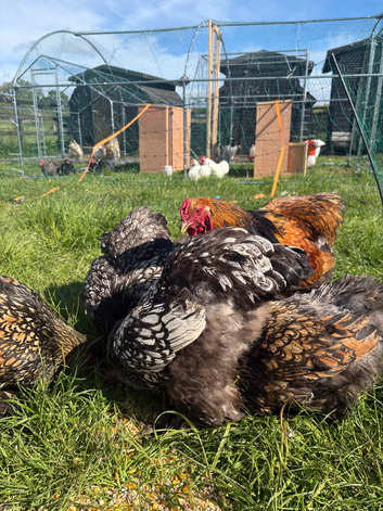 Gold/silver laced Brahma hatching eggs