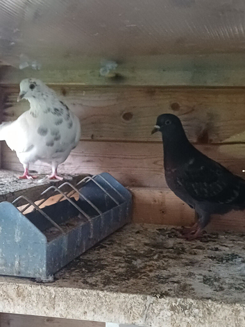 2 young pigeons 5 pounds each