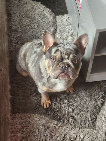French Bulldog Puppies