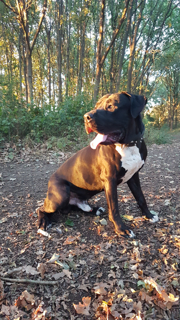 Bully Kutta / Indian Mastiff Aseel x Ancient line for STUD***