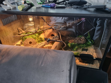 2 baby corn snake full set up
