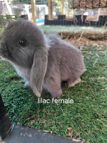 Vaccinated xx Tiny female mini lops