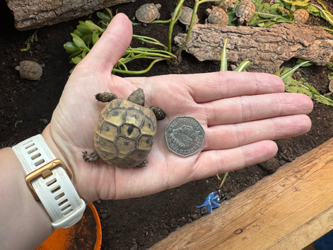 Hermann tortoise hatchlings, 2026, for sale