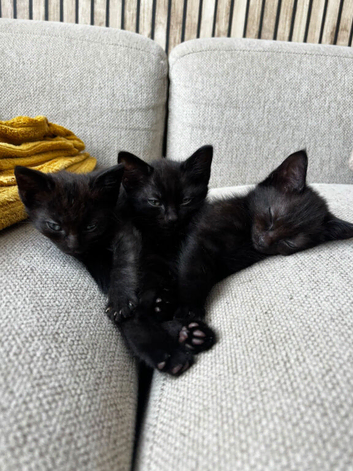 KITTENS LOOKING FOR LOVING HOMES