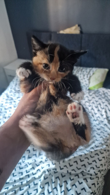 3 x 8 week old kittens