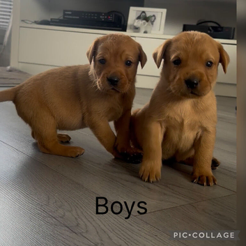 Labrador pups