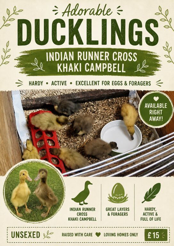 Runner x khaki Campbell ducklings