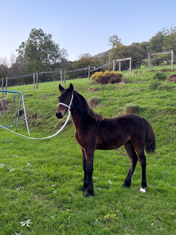 Upstanding colt