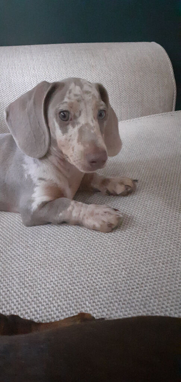 stunning isabella dapple boy