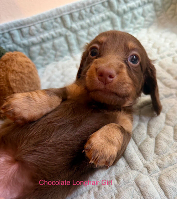 Stunning Miniature Dachunds
