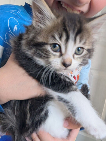 4 kittens available 3 boys 1 girl