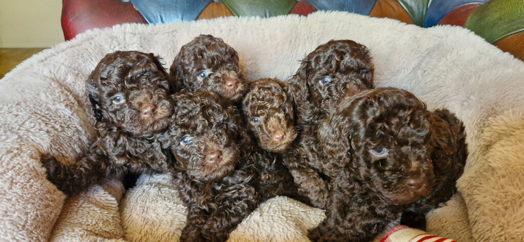 Gorgeous KC REG chocolate toy poodle pups
