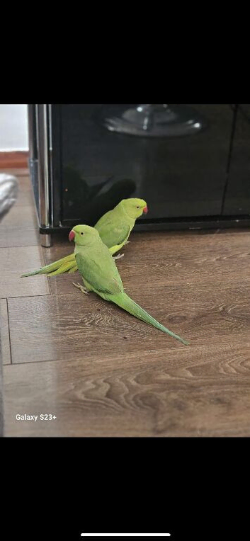 Stunning young Indian ringnick parrot