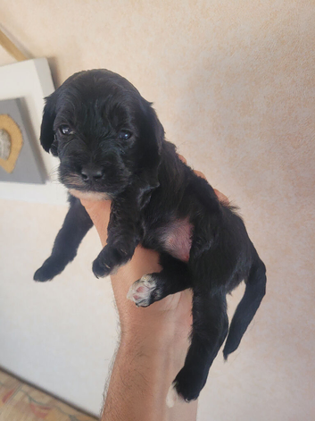 Cockerpoo cross poochon pups