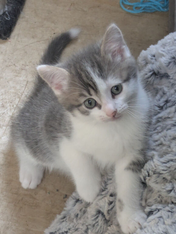GORGEOUS SHORTHAIR CROSS BLUE AND WHITE BOY