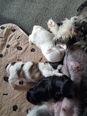 Maltipoo