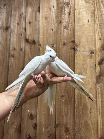 Baby cocktails
