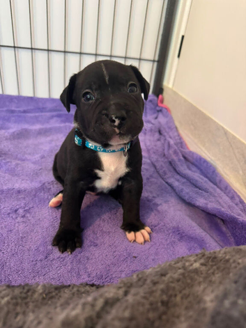 Boy Staff Pup for Sale