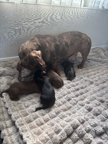 Dachshund