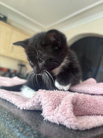 4 kittens for sale