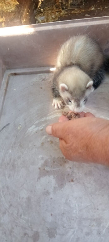Baby ferrets, price reduced!!