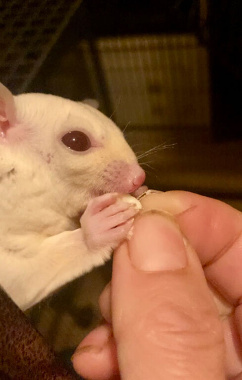 baby Ruby red eye leucistic sugar glider
