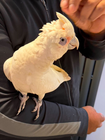 9 months old beared eyed cockatoo for sale or px