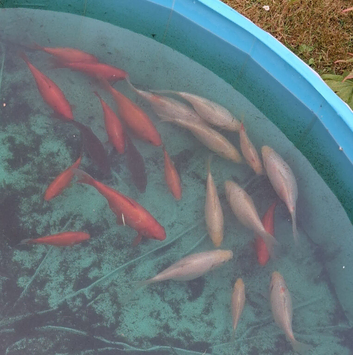 Fre goldfish to a good home 4 to 8 in in length