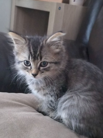 1 beautiful female grey tabby for their forever homes
