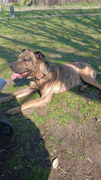 Presa Canario Stud