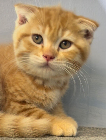 Scottish Fold Boy Reduced Price