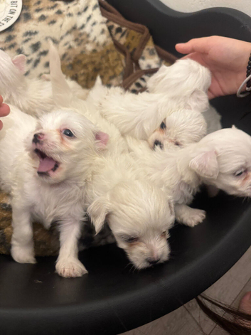 Puppy&rsquo;s for sale