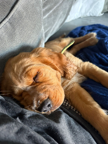 Red Cocker Spaniel Puppies